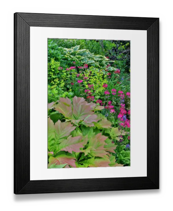 Framed Print : USA, Washington State, Bellevue. Bellevue Botanical Garden, hosta and pink perennial primrose
