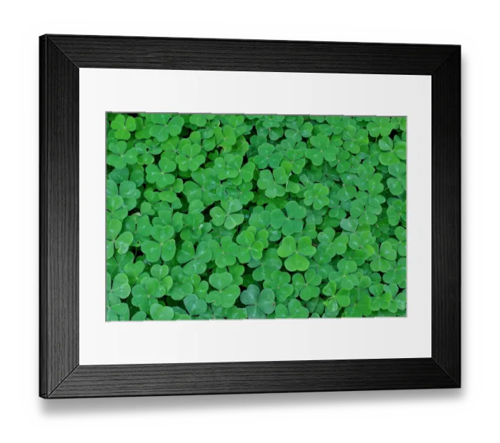 Framed Print : USA, Washington State, Bellevue. Bellevue Botanical Garden, oxalis green carpeting the ground Framed Print : USA, Washington State, Bellevue. Bellevue Botanical Garden, oxalis green carpeting the ground
