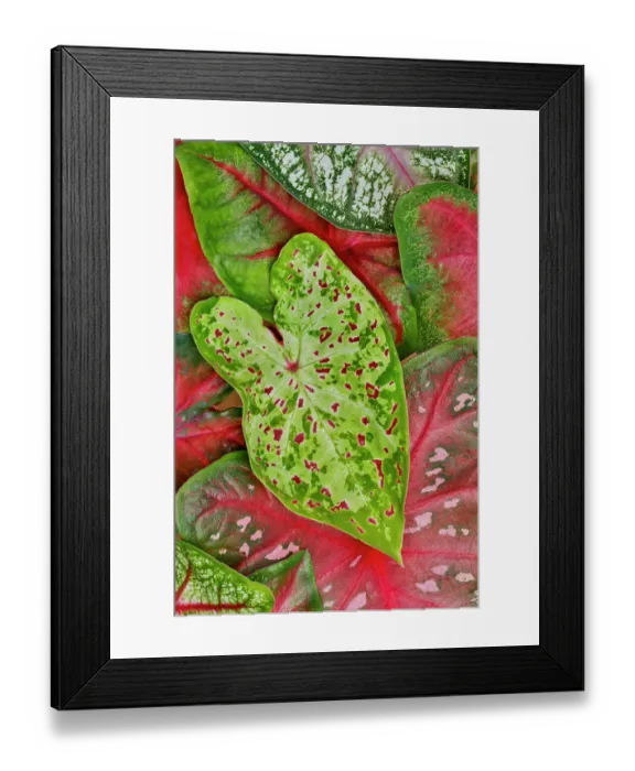 Framed Print : USA, Washington State, Sammamish. Caladium tropical leaf close-up Framed Print : USA, Washington State, Sammamish. Caladium tropical leaf close-up