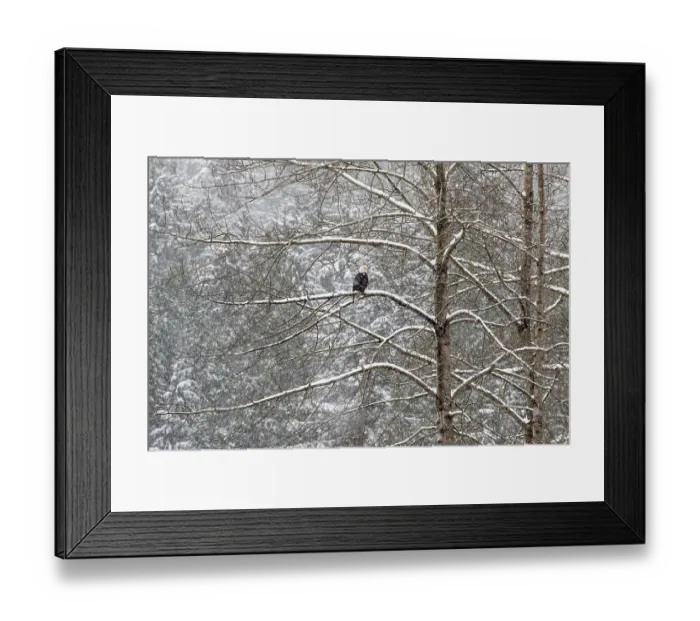Framed Print : USA, Washington State, Preston. Winters snow fall on cottonwood trees with resting Bald Eagle Framed Print : USA, Washington State, Preston. Winters snow fall on cottonwood trees with resting Bald Eagle