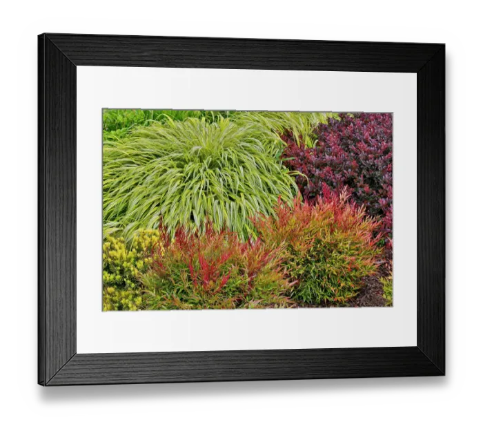 Framed Print : USA, Washington State, Bellevue. Bellevue Botanical Garden