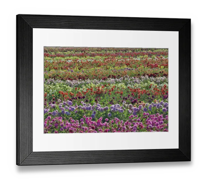 Framed Print : USA, Oregon, Wilsonville. Dahlia field layering of colorful Dahlias Framed Print : USA, Oregon, Wilsonville. Dahlia field layering of colorful Dahlias