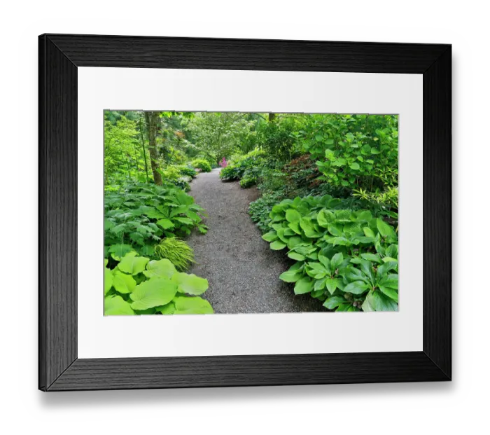 Framed Print : USA, Washington State, Bellevue. Bellevue Botanical Garden, gravel path in garden Framed Print : USA, Washington State, Bellevue. Bellevue Botanical Garden, gravel path in garden