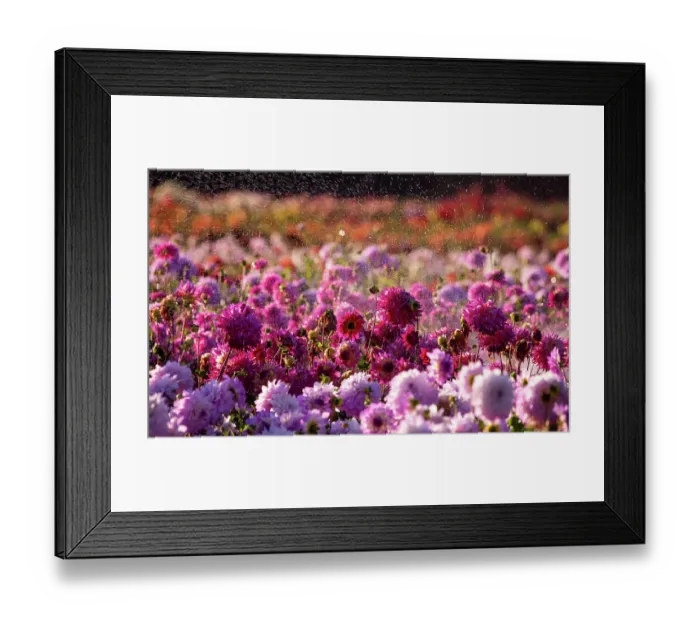 Framed Print : USA, Oregon, Wilsonville, dahlia field with water coming down like rain showers as they water the plants Framed Print : USA, Oregon, Wilsonville, dahlia field with water coming down like rain showers as they water the plants