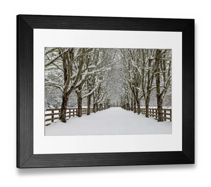 Framed Print : USA, Washington State, North Bend. Fresh snow fall on tree lined driveway Framed Print : USA, Washington State, North Bend. Fresh snow fall on tree lined driveway