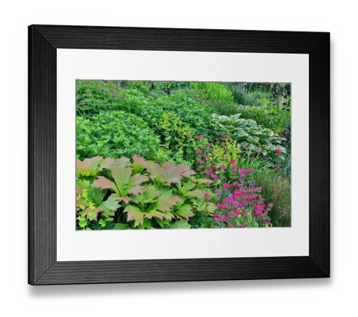 Framed Print : USA, Washington State, Bellevue. Bellevue Botanical Garden, hosta and pink perennial primrose. (PR) Framed Print : USA, Washington State, Bellevue. Bellevue Botanical Garden, hosta and pink perennial primrose. (PR)