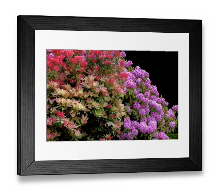 Framed Print : Botanical gardens at Shore Acres State Park near Coos Bay, Oregon, USA Framed Print : Botanical gardens at Shore Acres State Park near Coos Bay, Oregon, USA