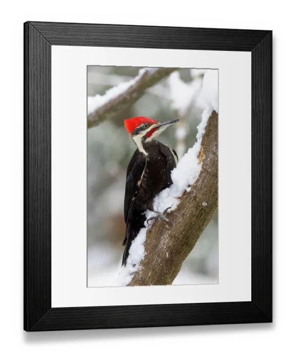 Framed Print : USA, Washington State, Sammamish. Pileated woodpecker perched on snow covered branch Framed Print : USA, Washington State, Sammamish. Pileated woodpecker perched on snow covered branch