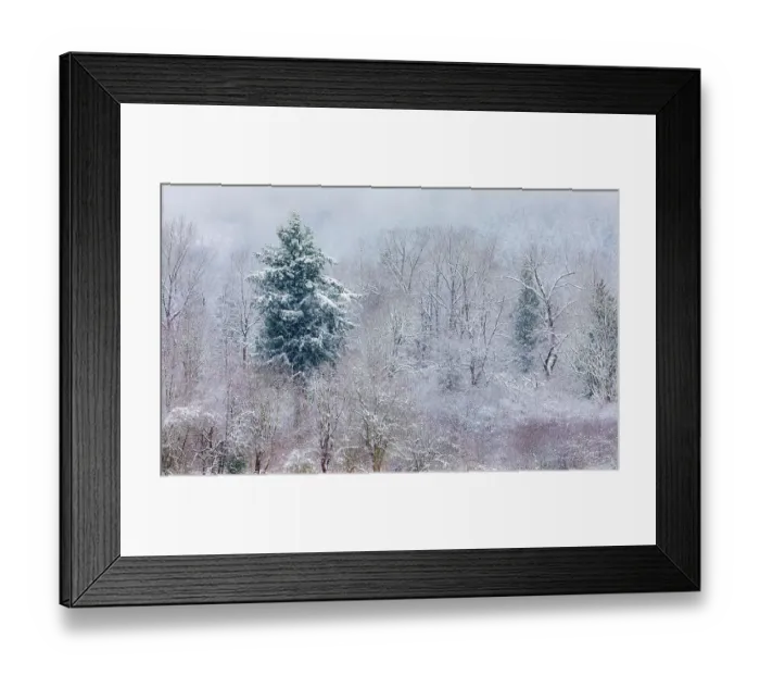 Framed Print : USA, Washington State, Preston. Winters snow fall on cottonwood trees and evergreen trees Framed Print : USA, Washington State, Preston. Winters snow fall on cottonwood trees and evergreen trees