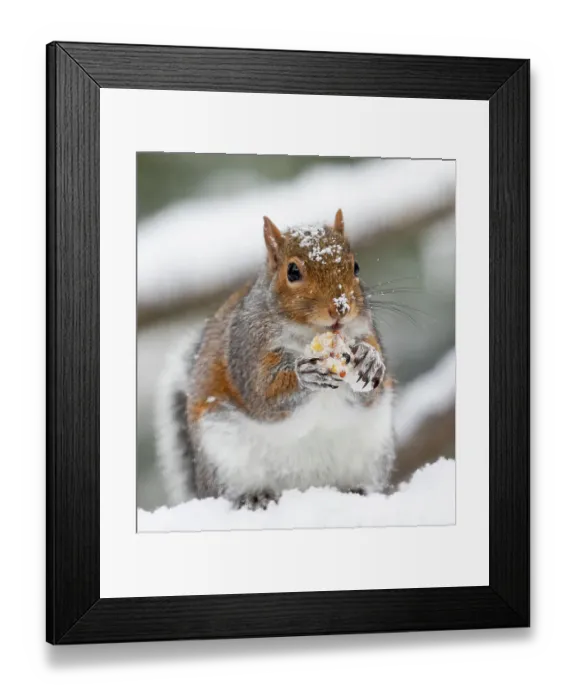 Framed Print : USA, Washington State, Sammamish. Grey squirrel feeding in fresh snowfall Framed Print : USA, Washington State, Sammamish. Grey squirrel feeding in fresh snowfall