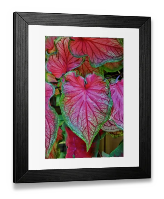 Framed Print : USA, Washington State, Sammamish. Tropical caladium leafed plants on deck in mass plantings Framed Print : USA, Washington State, Sammamish. Tropical caladium leafed plants on deck in mass plantings