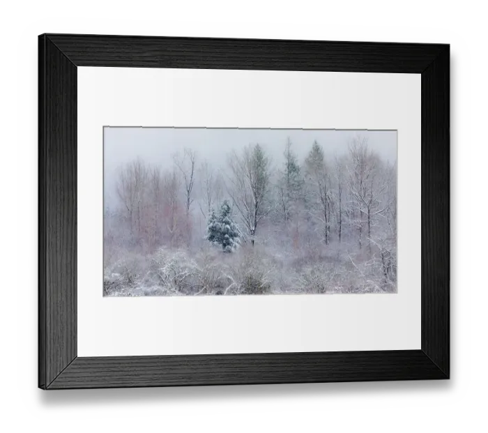 Framed Print : USA, Washington State, Preston. Winters snow fall on cottonwood trees and evergreen trees Framed Print : USA, Washington State, Preston. Winters snow fall on cottonwood trees and evergreen trees