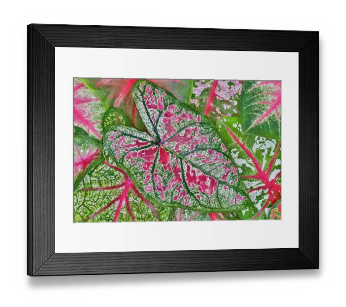Framed Print : USA, Washington State, Sammamish. Tropical caladium leafed plants on deck in mass plantings Framed Print : USA, Washington State, Sammamish. Tropical caladium leafed plants on deck in mass plantings