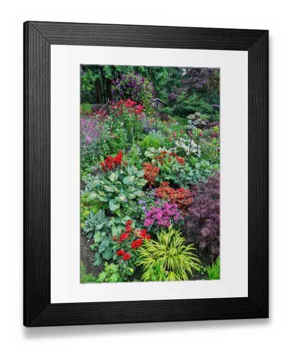 Framed Print : USA, Washington State, Sammamish. Summer perennial flower garden with cone flowers, zinnias. Beebalms, Rebecca. Coleus, Japanese grasses and lawn art Framed Print : USA, Washington State, Sammamish. Summer perennial flower garden with cone flowers, zinnias. Beebalms, Rebecca. Coleus, Japanese grasses and lawn art