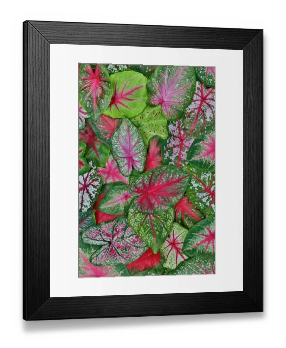 Framed Print : USA, Washington State, Sammamish. Caladium leaf pattern and design from a variety of different caladiums Framed Print : USA, Washington State, Sammamish. Caladium leaf pattern and design from a variety of different caladiums