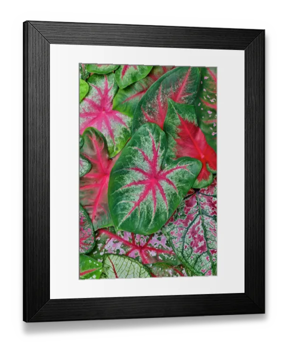 Framed Print : USA, Washington State, Sammamish. Tropical caladium leafed plants on deck in mass plantings Framed Print : USA, Washington State, Sammamish. Tropical caladium leafed plants on deck in mass plantings