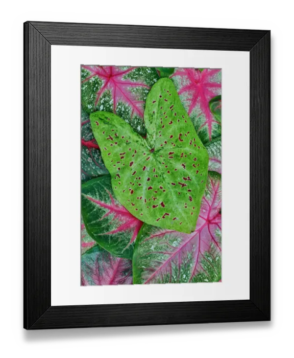 Framed Print : USA, Washington State, Sammamish. Tropical caladium leafed plants on deck in mass plantings