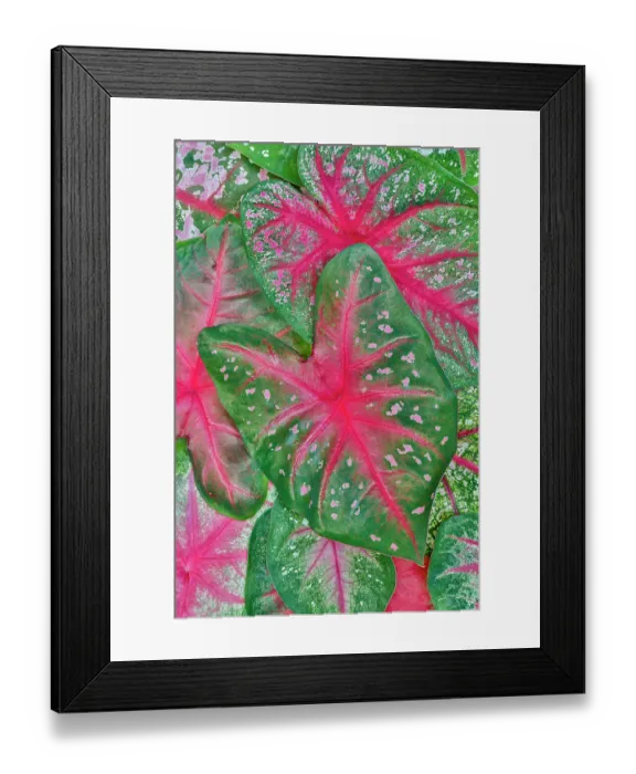 Framed Print : USA, Washington State, Sammamish. Tropical caladium leafed plants on deck in mass plantings Framed Print : USA, Washington State, Sammamish. Tropical caladium leafed plants on deck in mass plantings