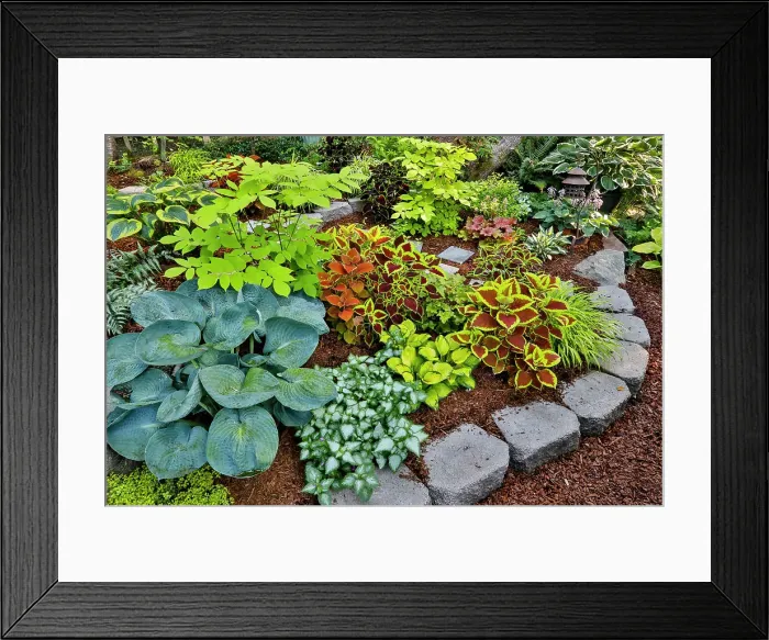 Framed Print : USA, Washington State, Sammamish. Newly planted garden with coleus, hosta. Caladium. (PR)
