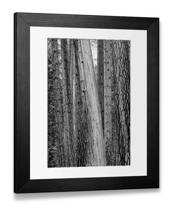Framed Print : California, Yosemite National Park. Ponderosa pine and Incense cedar trees Framed Print : California, Yosemite National Park. Ponderosa pine and Incense cedar trees