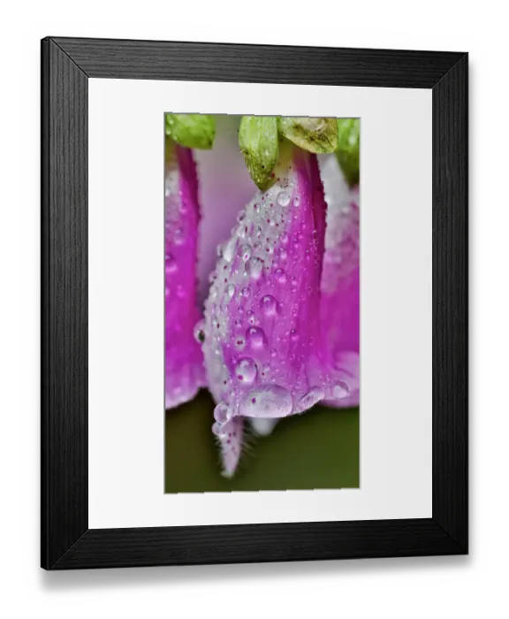 Framed Print : USA, Washington State, Sammamish. Dewdrops on foxglove perennial flowers in garden Framed Print : USA, Washington State, Sammamish. Dewdrops on foxglove perennial flowers in garden