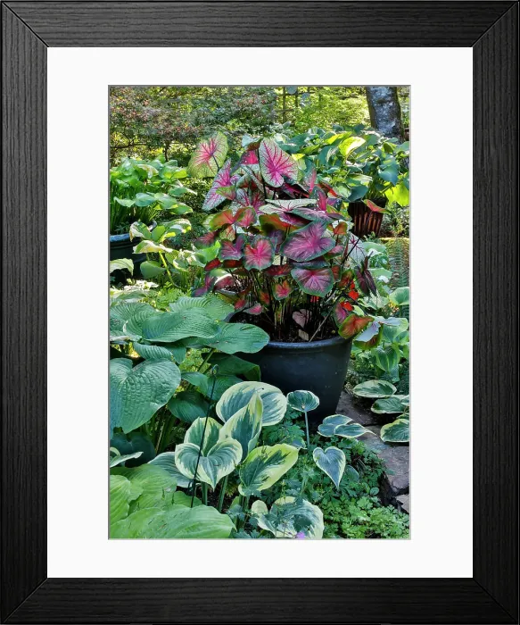 Framed Print : USA, Washington State, Sammamish. Newly planted garden with coleus, hosta. Caladium. (PR) Framed Print : USA, Washington State, Sammamish. Newly planted garden with coleus, hosta. Caladium. (PR)