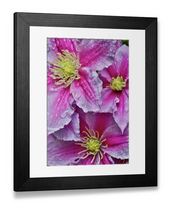 Framed Print : USA, Washington State, Sammamish. Dewdrops on pink clematis Framed Print : USA, Washington State, Sammamish. Dewdrops on pink clematis