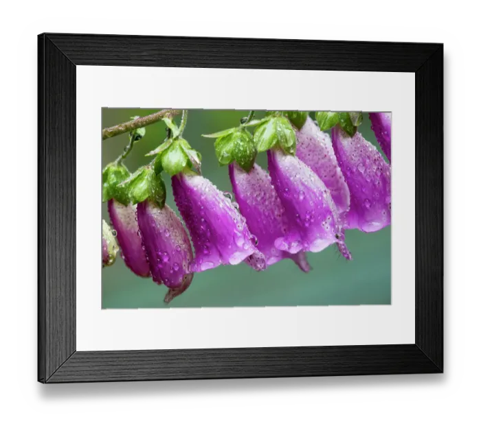 Framed Print : USA, Washington State, Sammamish. Dewdrops on foxglove perennial flowers in garden Framed Print : USA, Washington State, Sammamish. Dewdrops on foxglove perennial flowers in garden