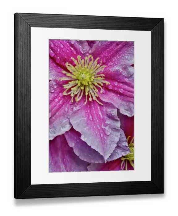Framed Print : USA, Washington State, Sammamish. Dewdrops on pink clematis