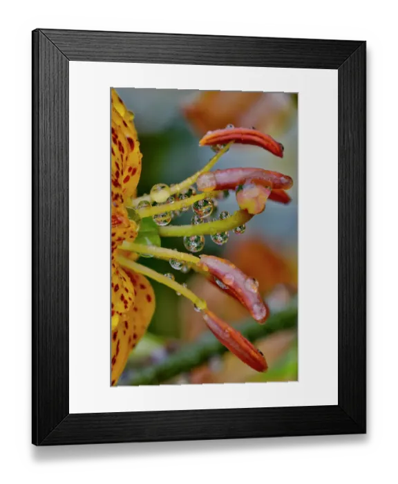 Framed Print : USA, Washington State, Sammamish. Dewdrops on tiger lilies