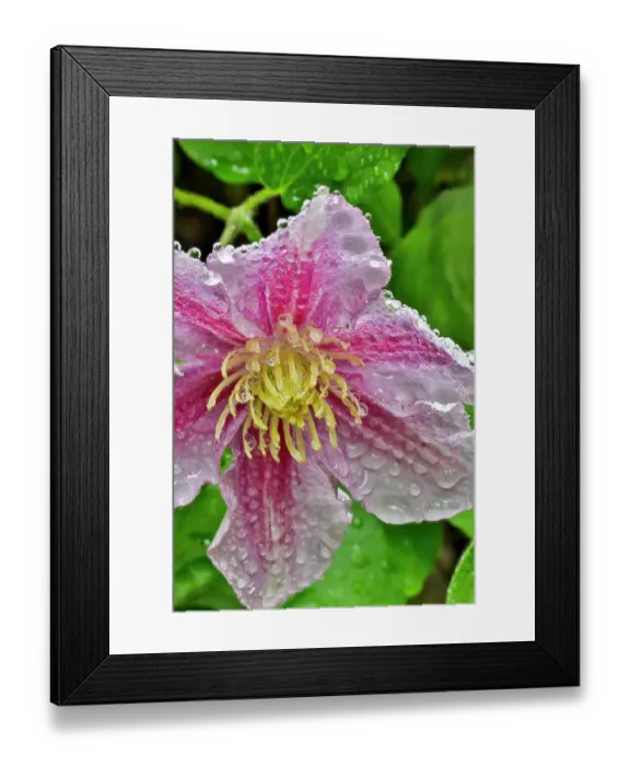 Framed Print : USA, Washington State, Sammamish. Dewdrops on pink clematis