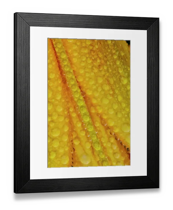 Framed Print : USA, Washington State, Sammamish. Dewdrops on orange and yellow lily flower Framed Print : USA, Washington State, Sammamish. Dewdrops on orange and yellow lily flower