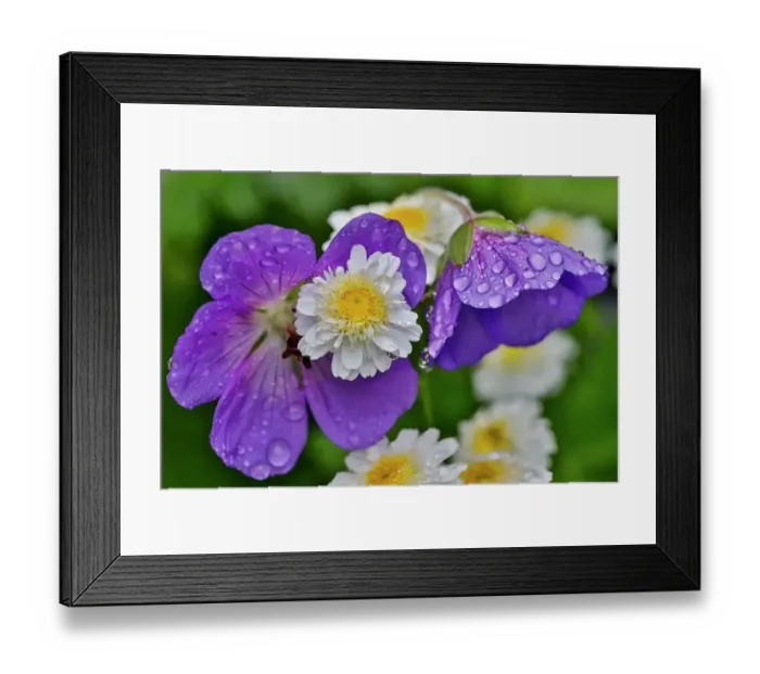 Framed Print : USA, Washington State, Sammamish. Dewdrops on perennial geranium and white feverfew with yellow center Framed Print : USA, Washington State, Sammamish. Dewdrops on perennial geranium and white feverfew with yellow center