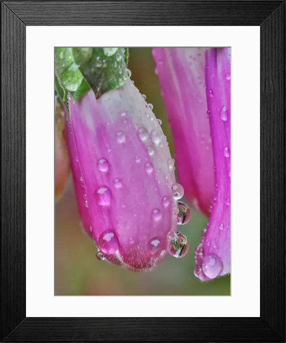 Framed Print : USA, Washington State, Sammamish. Dewdrops on foxglove perennial flowers in garden Framed Print : USA, Washington State, Sammamish. Dewdrops on foxglove perennial flowers in garden