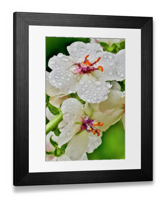 Framed Print : USA, Washington State, Sammamish. Dewdrops on white Verbascum flowers