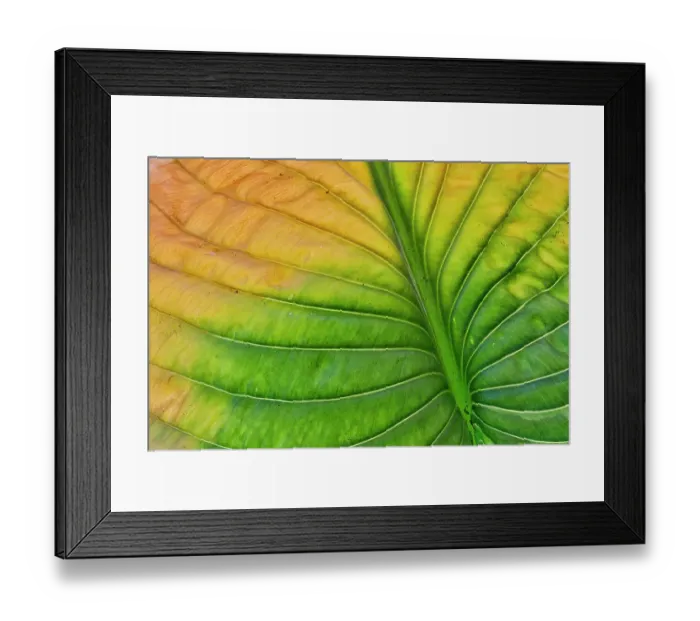 Framed Print : USA, Washington State, Sammamish. Backlighting on hosta leaf as it is turning golden in Autumn Framed Print : USA, Washington State, Sammamish. Backlighting on hosta leaf as it is turning golden in Autumn