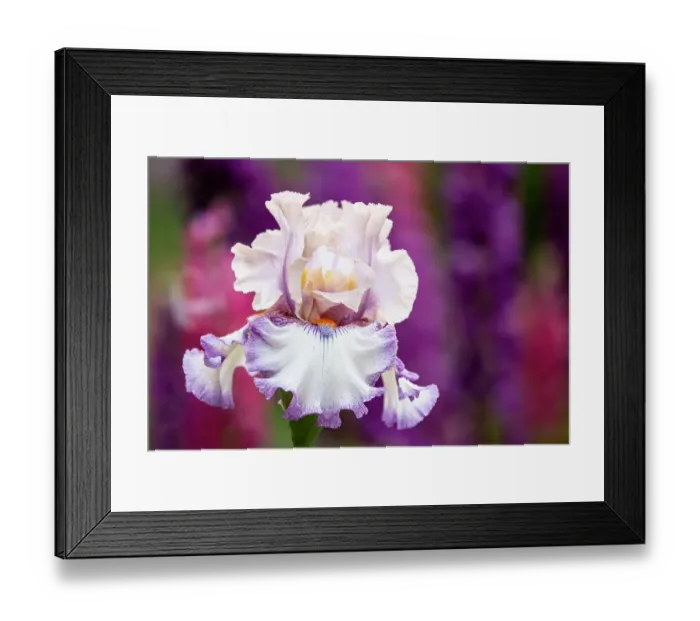 Framed Print : USA, Oregon, Salem. Bearded iris in garden Framed Print : USA, Oregon, Salem. Bearded iris in garden