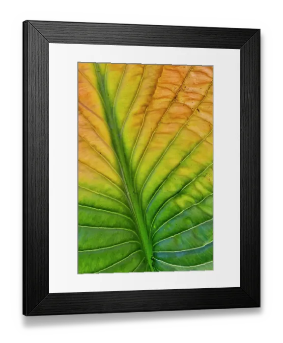 Framed Print : USA, Washington State, Sammamish. Backlighting on hosta leaf as it is turning golden in Autumn