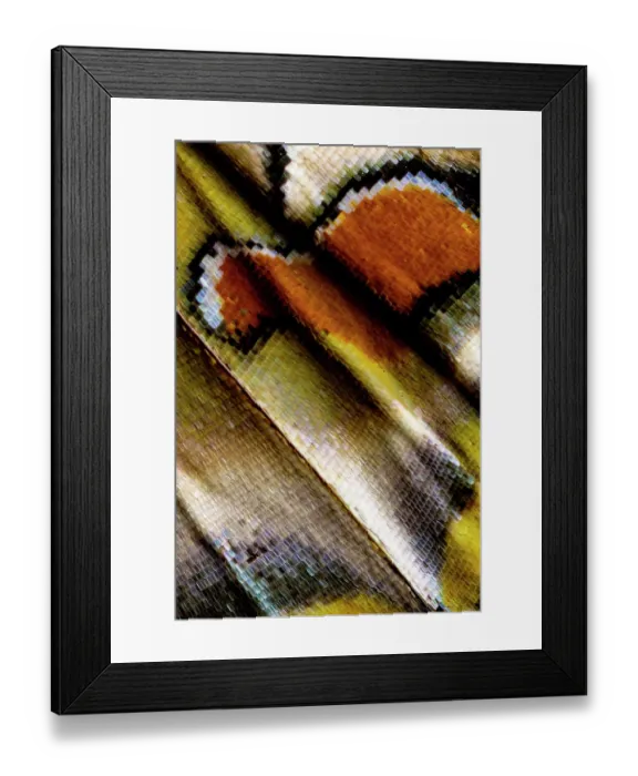 Framed Print : USA, Washington State, Sammamish. Close-up detailed butterfly scales and their patterns Framed Print : USA, Washington State, Sammamish. Close-up detailed butterfly scales and their patterns