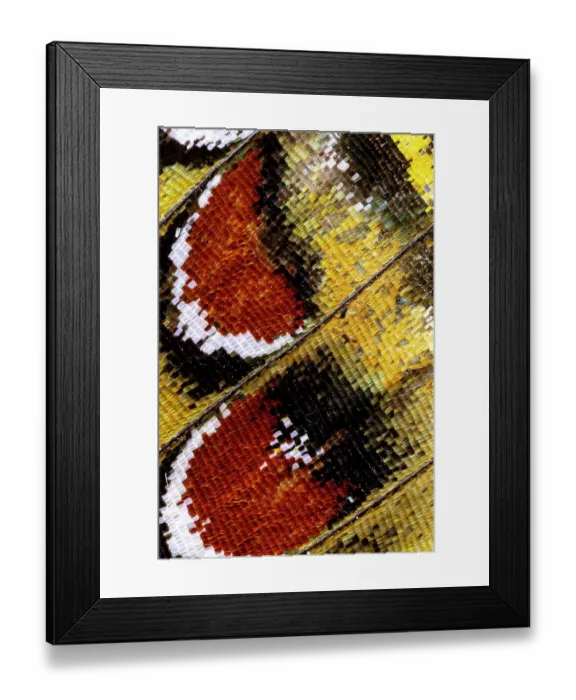 Framed Print : USA, Washington State, Sammamish. Close-up detailed butterfly scales and their patterns