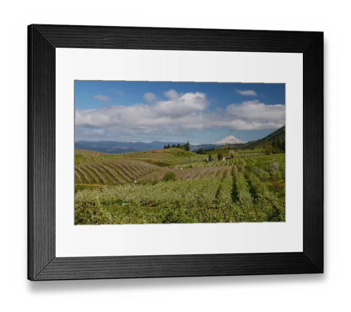 Framed Print : USA, Oregon, Hood River, Orchards in springtime bloom with backdrop of Mt. Adams Framed Print : USA, Oregon, Hood River, Orchards in springtime bloom with backdrop of Mt. Adams