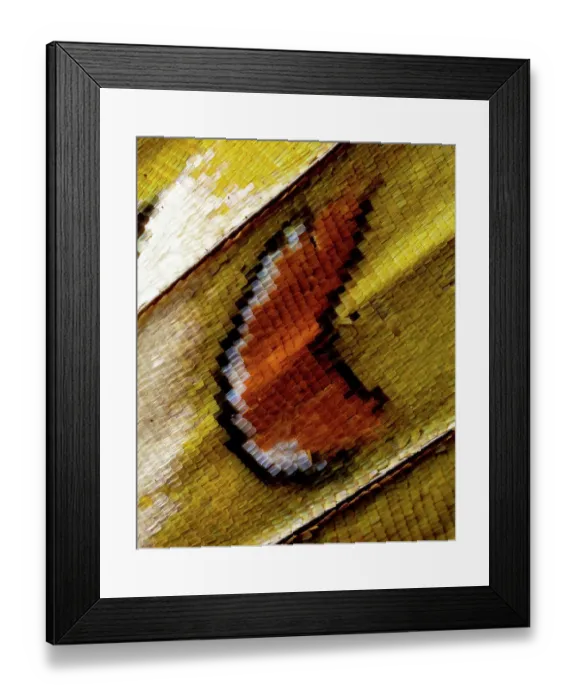 Framed Print : USA, Washington State, Sammamish. Close-up detailed butterfly scales and their patterns Framed Print : USA, Washington State, Sammamish. Close-up detailed butterfly scales and their patterns