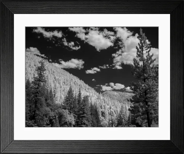 Framed Print : Mostly spruce trees, Sierra Nevada Mountains near Sierraville, west of Lake Tahoe, California Framed Print : Mostly spruce trees, Sierra Nevada Mountains near Sierraville, west of Lake Tahoe, California
