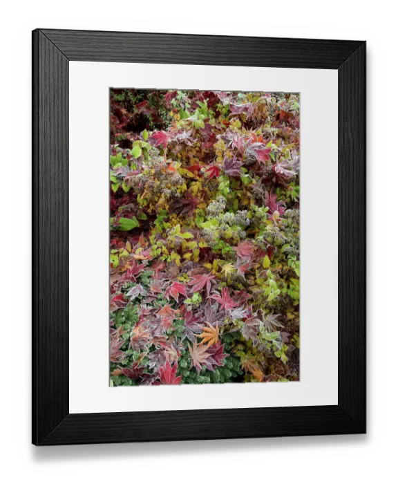 Framed Print : USA, Washington State, Sammamish. Frosted fallen Japanese maple leaves with fall colors