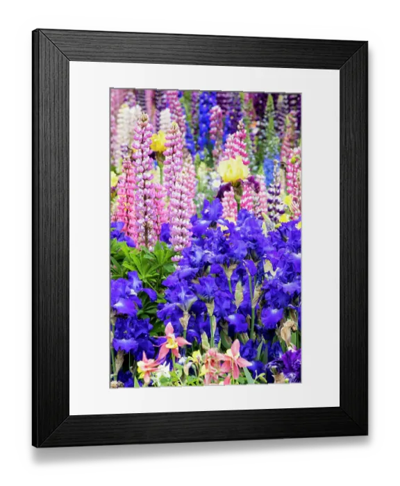Framed Print : USA, Oregon, Salem. Bearded iris and lupine in multiple colors in garden Framed Print : USA, Oregon, Salem. Bearded iris and lupine in multiple colors in garden
