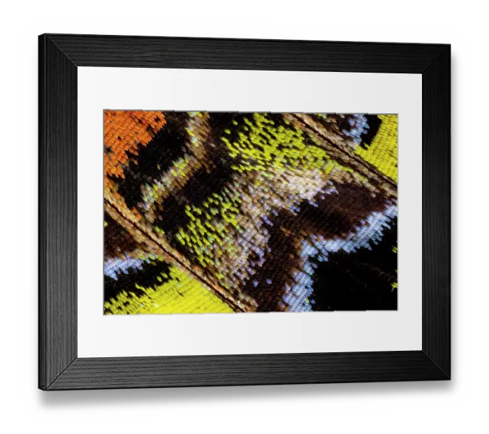 Framed Print : USA, Washington State, Sammamish. Close-up detailed butterfly scales and their patterns Framed Print : USA, Washington State, Sammamish. Close-up detailed butterfly scales and their patterns