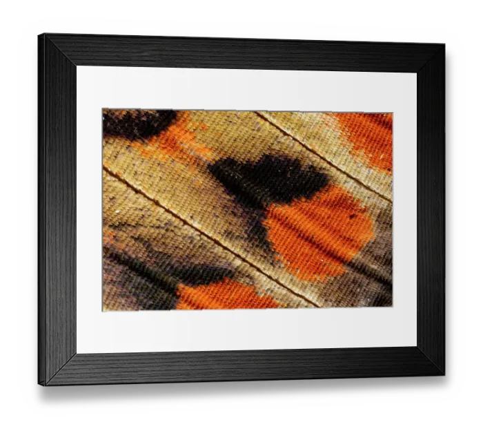 Framed Print : USA, Washington State, Sammamish. Close-up detailed butterfly scales and their patterns Framed Print : USA, Washington State, Sammamish. Close-up detailed butterfly scales and their patterns
