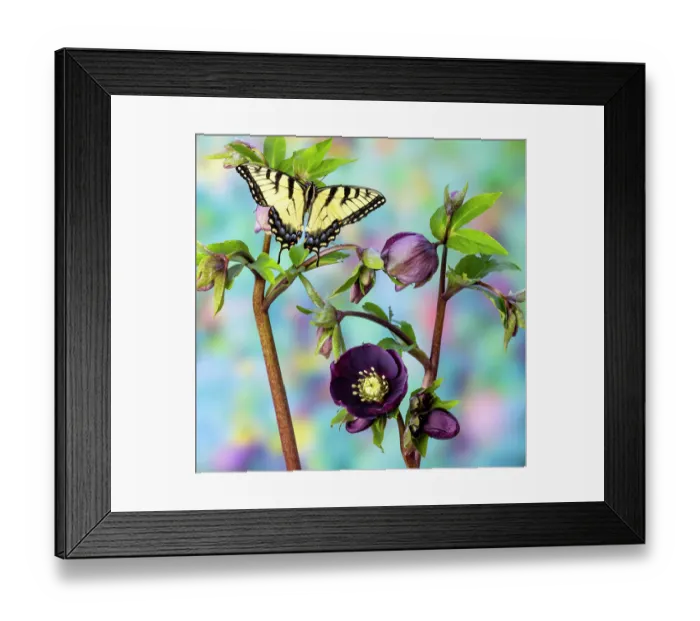 Framed Print : USA, Washington State, Sammamish. Female eastern tiger swallowtail butterfly and blooming hellebore Framed Print : USA, Washington State, Sammamish. Female eastern tiger swallowtail butterfly and blooming hellebore