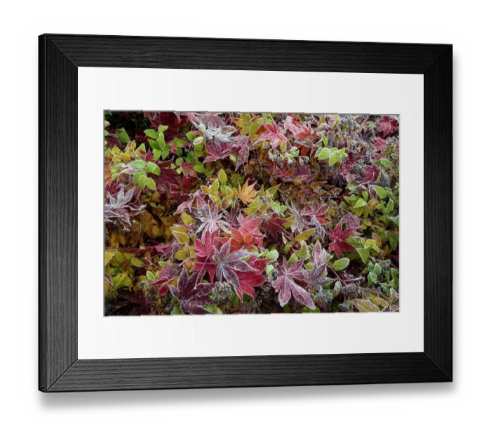 Framed Print : USA, Washington State, Sammamish. Frosted fallen Japanese maple leaves with fall colors