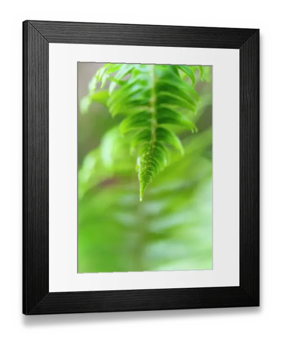 Framed Print : USA, Olympic National Park, common sword fern, Polystichum Munitum. A frond of a common sword fern is fully unraveled in the spring